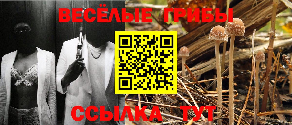 Псилоцибиновые грибы Psilocybe  Псилоцибиновые грибы GOLDEN TEACHER  наркота  Казань  Вход с VPN 
